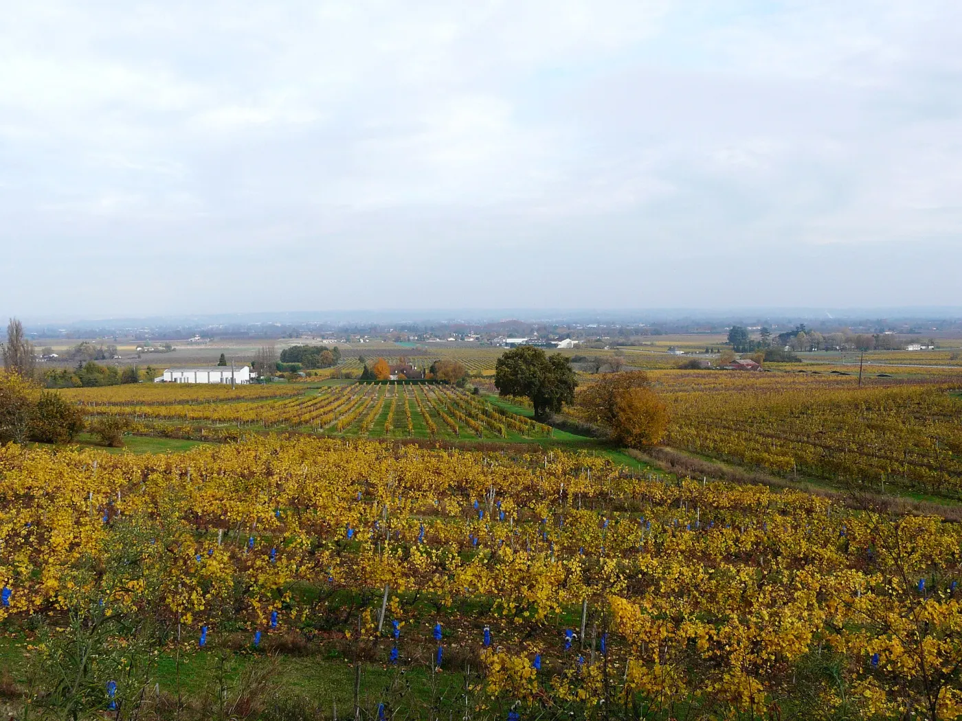 Les vignes du Bergeracois dorées par l'automne, la plaine au loin