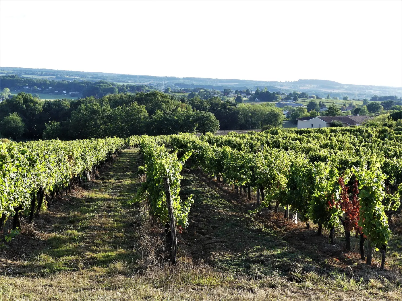 Un rang de vigne sur les coteaux de Monbazillac en été